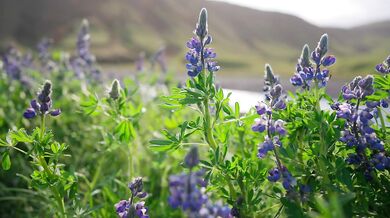 Wildflower Lovers: A Sensual Love Story