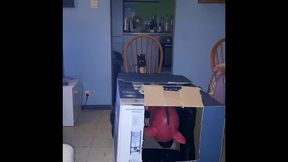 analzebutt sissy surprise in a box