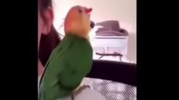 tente n&atilde_o rir nivel facil