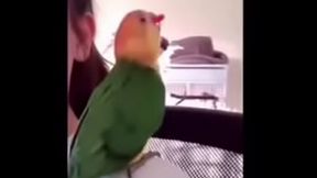 tente n&atilde_o rir nivel facil