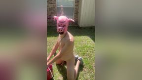 Pig Blown Up By Helium - Belly Inflation