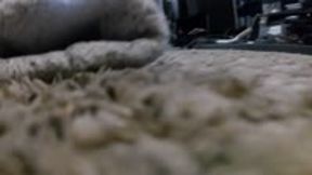 Inside the Sock… and She’s About to Wear It 4k