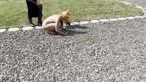 Pony girl whipped, milked and bruised hard - EXTREME LEZDOM Ponygirl training