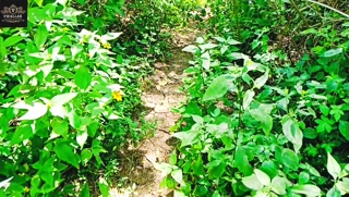 Getting wild with a sultry, curvaceous African goddess deep in the jungle.