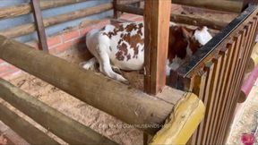 visito una granja &mdash;  y consigo una morena sexi para follar