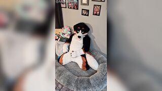 @AngryBarks from the Legends office instructs your how to milk your puppy beau ‍