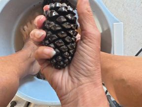 7.8 Min of Pure Bliss: Soaking and Massaging My Feet with Pinecones (Natural Sounds)