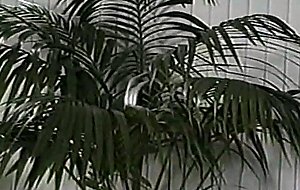 Transsexual beauty queen honey fuck