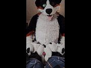 AngryBarks vs Soft Furry Puppy Paws 🐾