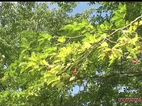 Naked Naturists Frolic Playfully in Lush Outdoor Pool Environment