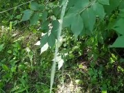 Peeing in public on tree