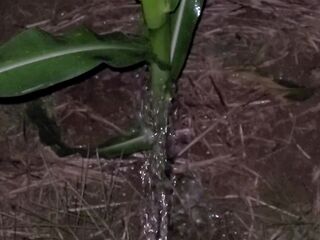 Pissing In The Corn 《4k》