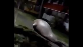 CU DE MORSA FODENDO COM A SALA INTEIRA DO COLEGIO