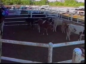 Two hot cowboys relax with a little cock sucking after day at the rodeo