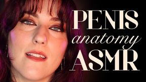 Penis Anatomy ASMR