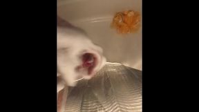 Diminutive Uncircumcised Bone Bathroom Wank off Jerk off