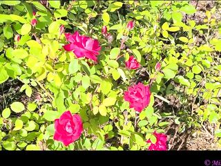 Take a Walk with Vivian Cox in her Rose Garden and Watch a Surprise - Vivian_Cox
