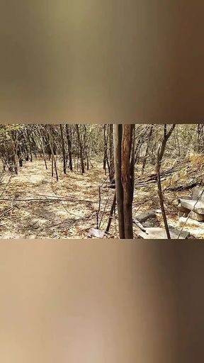 Desi aunty jungle sex