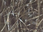 Forest Of Coconut Oiled Pubis Asmr Straight Edge Healthy Warmth Watching Dangling Shorties