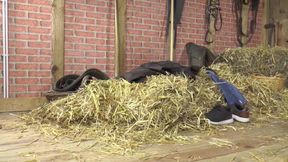 Busty Slut Deepthroats Bull Cock and Gets Pussy &amp; Ass Pounded Raw!