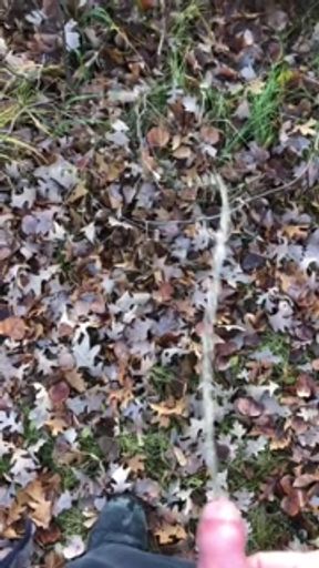 Solo Male Outdoor Pissing Compilation From My October Camping Trips 2022