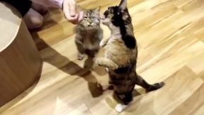 Secret Love Triangle Unveiled as Young Woman Balances Two Relationships After Early