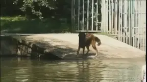 Hot Bbw′s Get Double Torn Apart and Threesome Fucked