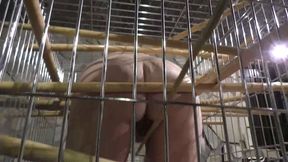 Tit Slave Liz 24 Hours in Tit Hell - Lesson 4 - Cage Time for Liz - Full Clip wmv SD