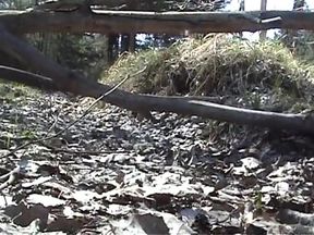 Humping the branch of a fallen tree