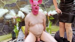oink oink outdoor pig play