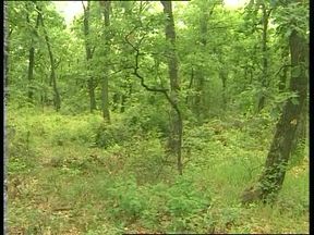 Brunette mature slammed hard outdoors