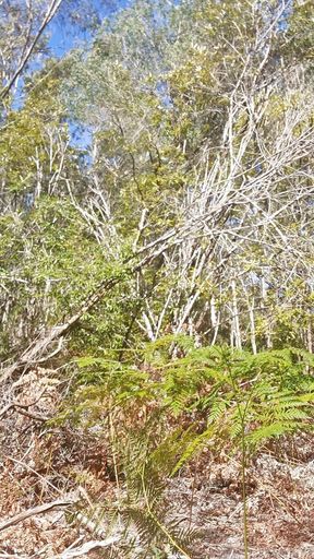 Bush Walking Wank in Speedos