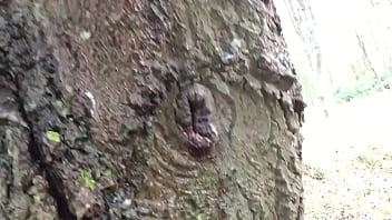 Pissing up a tree