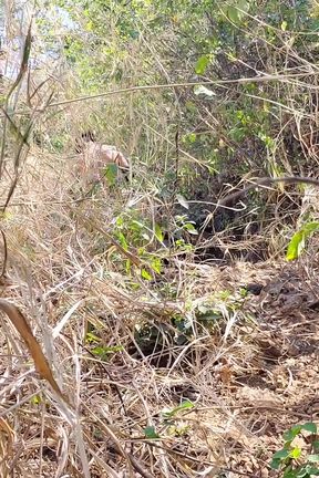 I Fucked My Old Girlfriend in the Forest