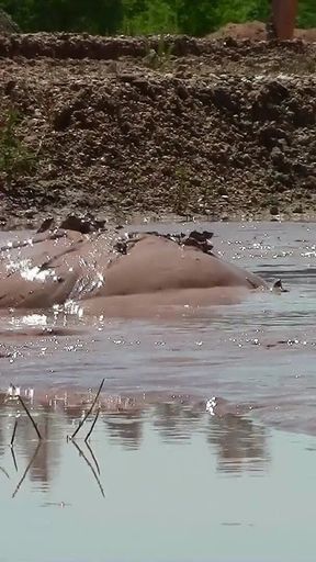 Deep, Creamy Brown Mud Bath in a Sand Pit