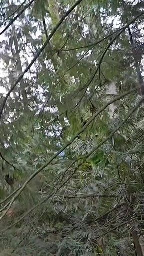 Indoor Pee, Outdoor Pee