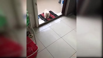 Baby Dogs - Cute Dog Videos Compilation