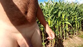 Handjob of August 14, 2020.