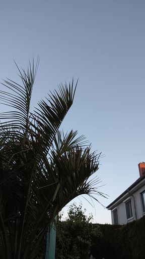 Nude watering the palm tree