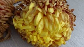 Trampled two chrysanthemums dd