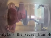 Cock and balls puncaked under glass 2 (preview, full video on Onlyfans) cock and ball trampling