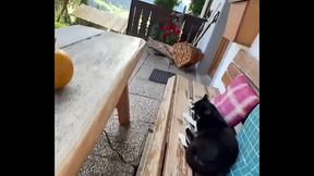 Running with Lily-lu-filmz and the cat makes break time so sweet ?️Who&rsquo_s your favorite running companion?#Runn...