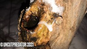 Winter masturbation in the forest with a hole in a snowy tree