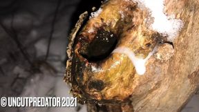 Winter masturbation in the forest with a hole in a snowy tree