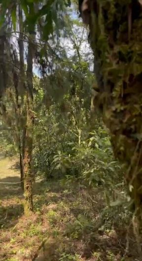 fairy sucking your cock in the forest