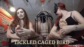 LADY SCARLET - TICKLED CAGED BIRD hd