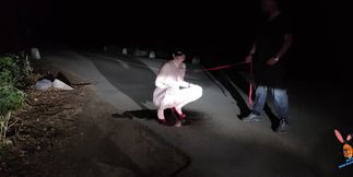 Leashed submissive wife pee on the road