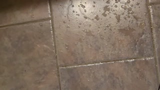 BBW PISS vids 3 in 1