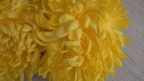 Trampled 2 yellow chrysanthemums cc