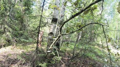 Russian girl walks naked through the forest finding wild mushrooms exhibitionist